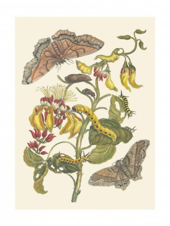 TIRAGE : PALISSADE ET PAPILLONS - MERIAN A M S. - RELIEFS