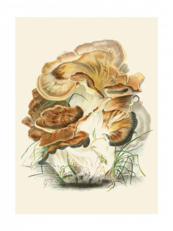 TIRAGE : POLYPORUS GIGANTEUS - HUSSEY ANNA MARIA - RELIEFS