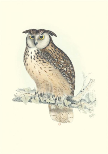 CARNET : OISEAUX DE L'HIMALAYA : NOTES ET LECTURES - GOULD - RELIEFS CARNET : OISEAUX DE L'HIMALAYA : NOTES ET LECTURES - GOULD - RELIEFS
