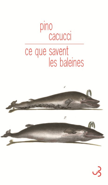 Ce que savent les baleines - Pino Cacucci - BOURGOIS