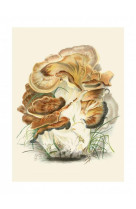 Tirage : polyporus giganteus