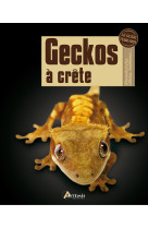 Geckos à crête