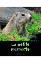 La petite marmotte