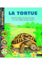 Tortue