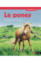 Poney